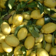 Limoncello Artigianale